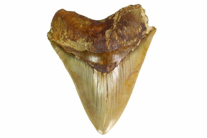Serrated, Fossil Megalodon Tooth - West Java, Indonesia #160422